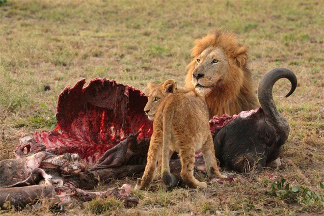 1001 thắc mắc: Những động vật nào là ‘sát thủ’ khát máu bậc nhất hành tinh? ảnh 4