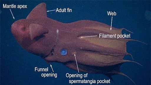 Vampyroteuthis infernalis: Loài ma cà rồng dưới đáy biển sâu - Ảnh 2.