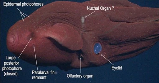 Vampyroteuthis infernalis: Loài ma cà rồng dưới đáy biển sâu - Ảnh 3.