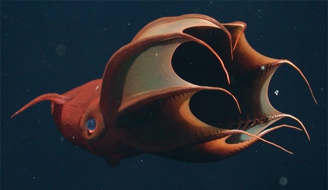 Vampyroteuthis infernalis: Loài ma cà rồng dưới đáy biển sâu - Ảnh 4.