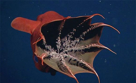 Vampyroteuthis infernalis: Loài ma cà rồng dưới đáy biển sâu - Ảnh 5.