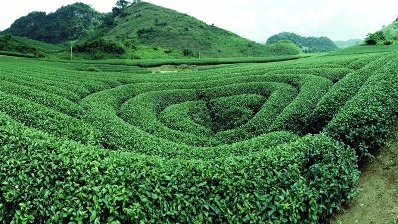 Đồi chè trái tim chỉ cách trung tâm nông trường Mộc Châu khoảng 10 km. Ảnh: Thanh Việt Tiêu.