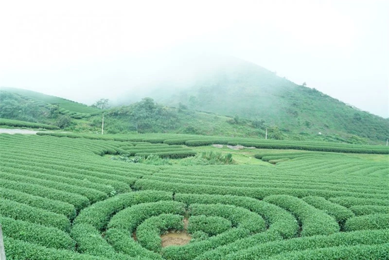 Từ ngã ba cứ đi thẳng là qua những quả đồi nơi bà con trồng cỏ voi và nuôi bò sữa đi thêm khoảng 10km, các bạn sẽ gặp ở bên trái đường có tấm biển nhỏ, chỉ thẳng là đi Tân Lập, rẽ trái là vào Ngũ Động-Bản Ôn (tức là khu hang động ở Bản Ôn). Rẽ phải khoảng hơn 1 km là vào khu đồi chè trái tim. Ảnh: Senhong.