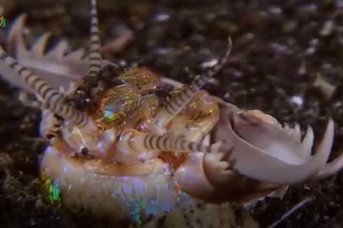 CLIP: Những loài sâu có ngoại hình quái dị nhất hành tinh