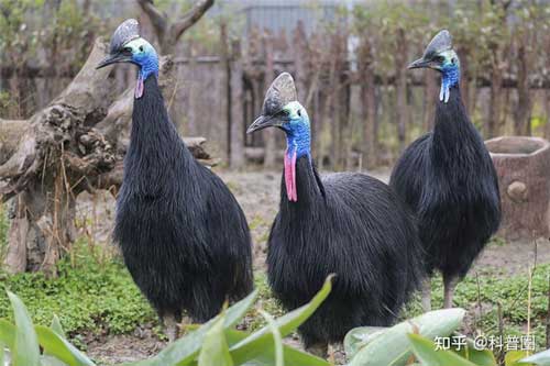 Cassowary: Loài chim nguy hiểm nhất hành tinh, ngay cả quân đội cũng phải nể sợ chúng vài phần