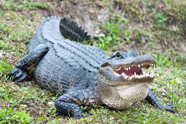Cá sấu có khả năng tái sinh đuôi bị mất giống như thằn lằn hay không?
