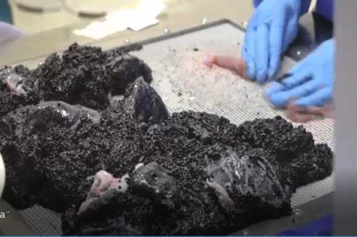 Clip: Trứng cá đắt nhất thế giới được làm thế nào?