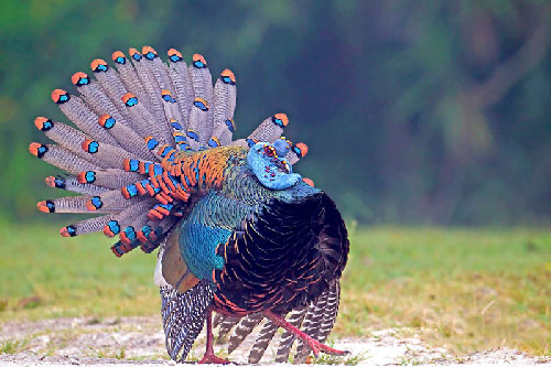 Gà tây mắt đơn khoe bộ lông sặc sỡ như chim công