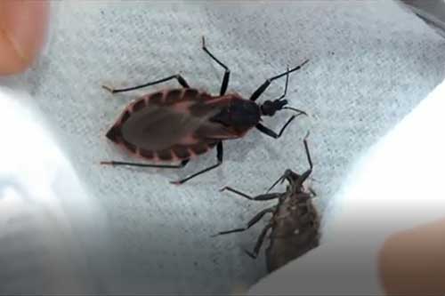 CLIP: Những loài vật hút máu đáng sợ nhất ở Việt Nam