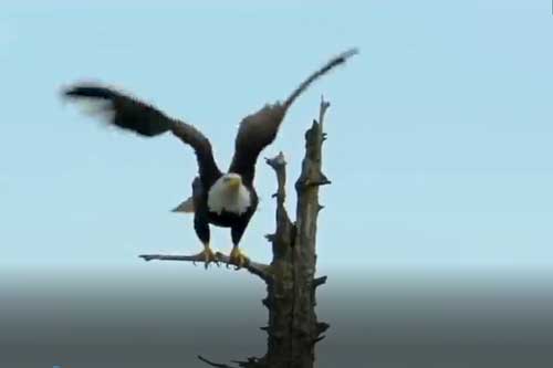 CLIP: Những loài vật có đôi mắt đặc biệt nhất thế giới