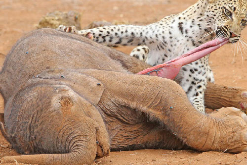 Những khoảnh khắc động vật xẻ thịt con mồi tàn bạo