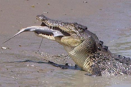 Cá sấu nước mặn “xử đẹp” cá mập bò trong chớp mắt
