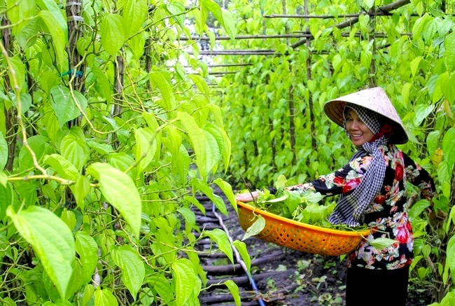 Làng Vị Thủy (Hậu Giang) còn được mệnh danh là "vương quốc trầu lá". Nơi đây có hơn 200 hộ dân trồng trầu, tập trung chủ yếu ở ấp 5, 7 và 8. Trầu Vị Thủy có màu vàng nhạt, lá to đều nhau, vị cay nồng đặc trưng. Những vườn trầu cũng thu hút khách du lịch tham quan nhờ vẻ đẹp xanh mát, bình dị. Ảnh: Du Lịch Miền Tây.