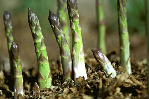 Lợi ích kì diệu của măng tây - “Hoàng đế” dinh dưỡng của các loại rau
