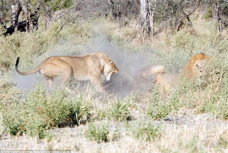 Vừa nhìn thấy sư tử đực những con sư tử cái đã lao vào gầm gừ tấn công.