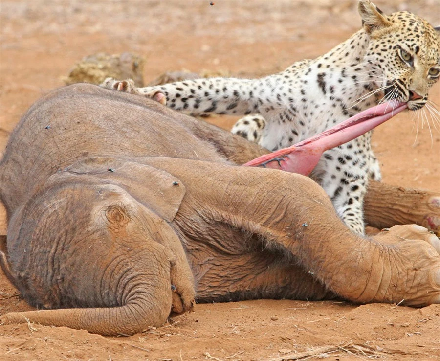 Một con báo đang dùng hàm răng sắc nhọn của mình xẻ thịt voi con ở Công viên Kruger. Nguồn: Greatstock