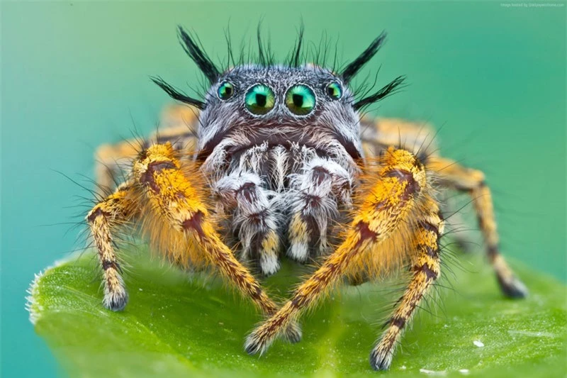Nhện cũng ăn chay. Kipling là loài “cá biệt” trong thế giới loài nhện khi thức ăn chủ yếu của chúng là chồi cây keo. Tuy nhiên, đôi khi loài nhện này cũng ăn ấu trùng của loài khác.