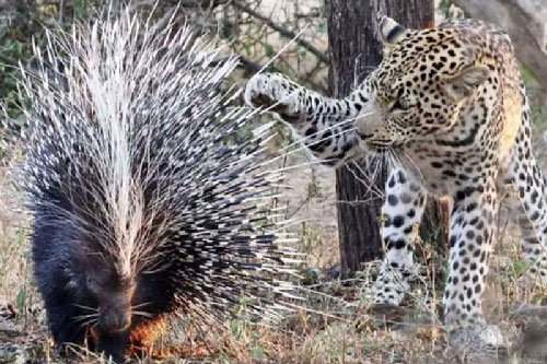 Báo đốm chết thảm vì cả gan giết nhím khổng lồ