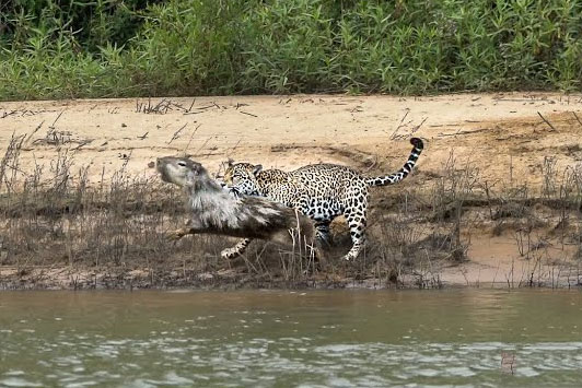 CLIP: Báo đốm đoạt mạng loài gặm nhấm lớn nhất thế giới trong ‘nháy mắt’