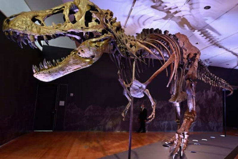 Hóa thạch khủng long đắt nhất thế giới có gì đặc biệt?