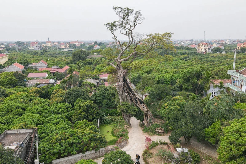 Hình ảnh cây đa "cổng làng" nhìn từ trên cao.