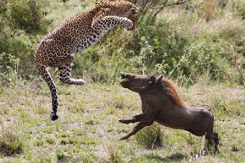 Cận cảnh cuộc ác chiến kinh hoàng giữa lợn bướu và báo