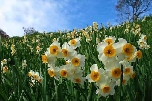 Vẻ đẹp của loài hoa gắn liền với truyền thuyết nam thần kiêu ngạo