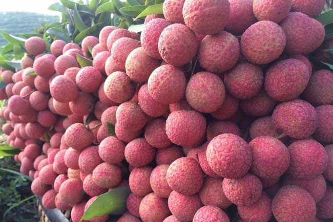 Hành trình vải thiều Việt Nam sang Nhật Bản