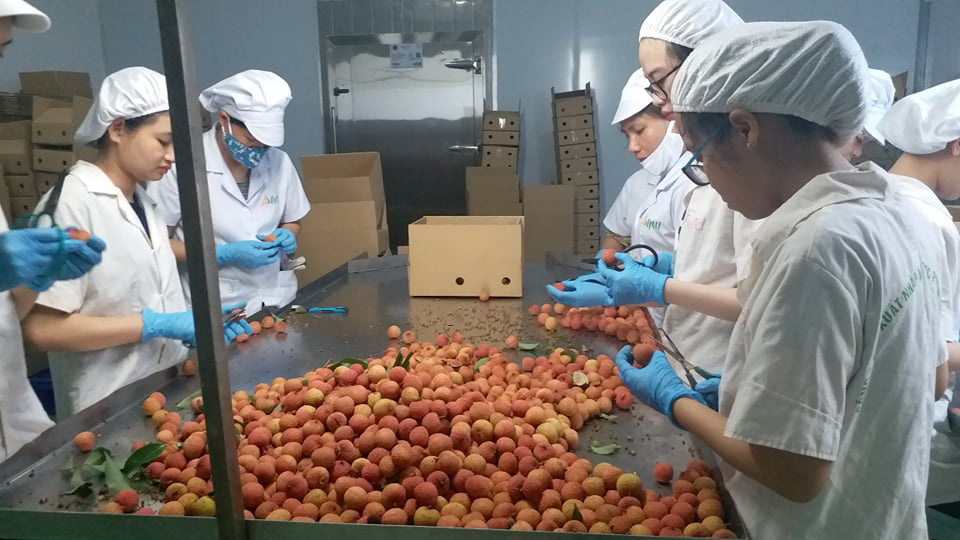 15 tấn vải thiều Bắc Giang sắp lên đường sang Nhật