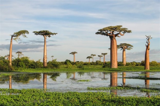 14 loài cây kỳ lạ khiến bạn cảm thấy như đang sống ở hành tinh khác 12