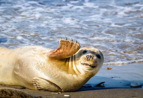 Loạt ảnh chứng minh động vật hoang dã cũng biết 'diễn hài' không kém con người