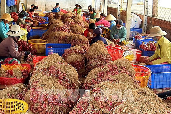 30 tấn hành tím được tiêu thụ qua sàn thương mại điện tử chỉ trong 10 ngày