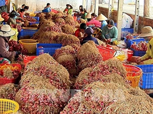 30 tấn hành tím được tiêu thụ qua sàn thương mại điện tử chỉ trong 10 ngày