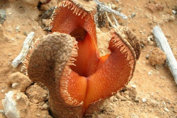 14 loài cây kỳ lạ khiến bạn cảm thấy như đang sống ở hành tinh khác