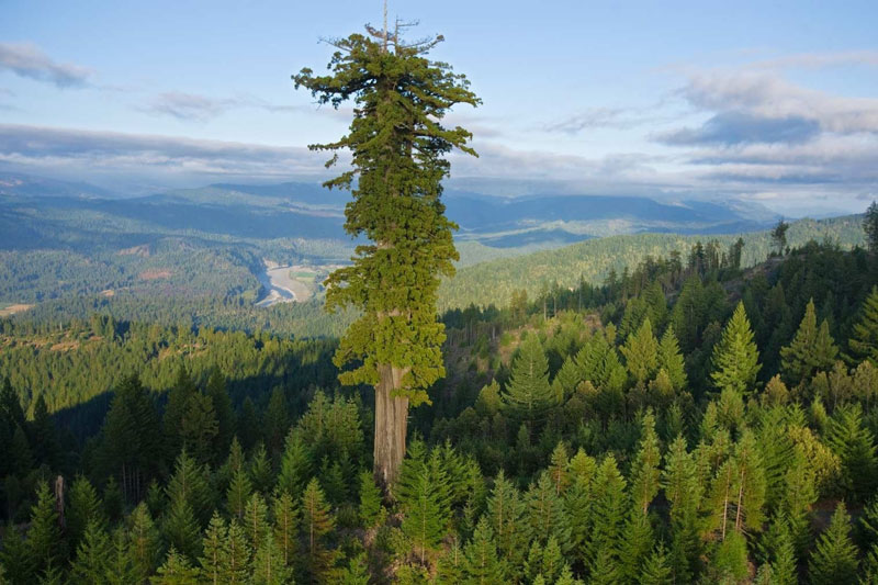 CLIP: Cận cảnh cây cao nhất thế giới, gấp đôi tượng Nữ thần Tự do