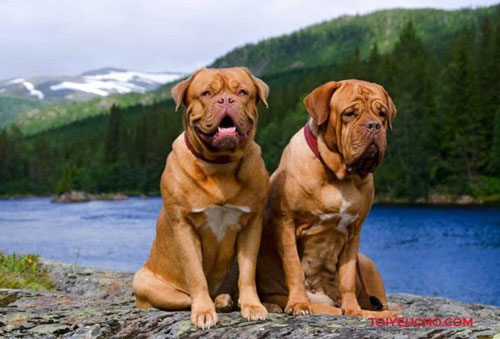 9 loài chó có tuổi thọ thấp nhất thế giới: Đừng nuôi vì bạn sẽ buồn khi chúng rời xa!