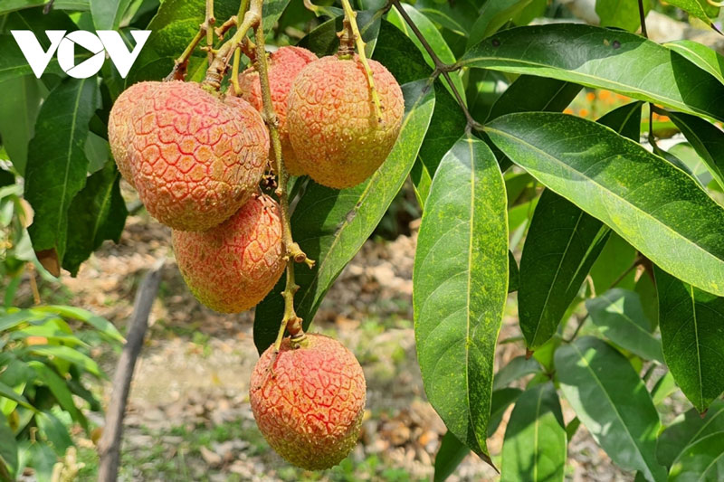 Nhiều giải pháp hỗ trợ sản xuất và tiêu thụ nông sản tại Bắc Giang