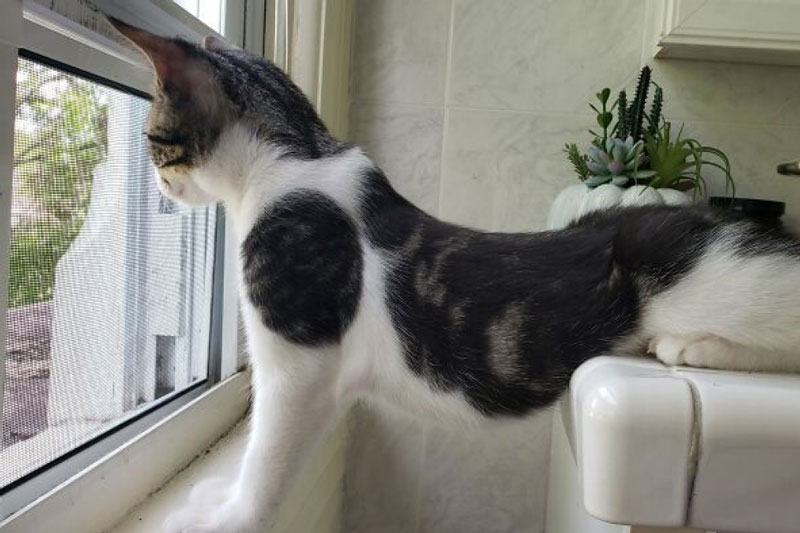 Những chú chó, mèo có độ "hóng hớt" cao nhất thế giới