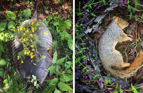 Có thể bạn chưa biết, động vật cũng biết tổ chức "đám tang" cho cái chết của đồng loại