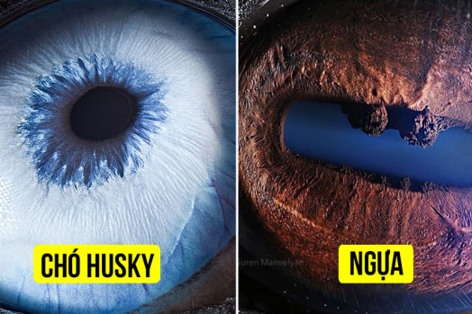 Loạt ảnh chụp cận cảnh 'cửa sổ tâm hồn' của các loài vật khiến bạn ngạc nhiên