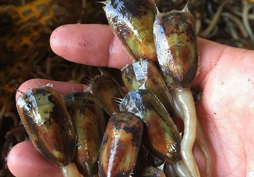 Loạt sản vật nổi tiếng của vùng ven biển Tây Nam