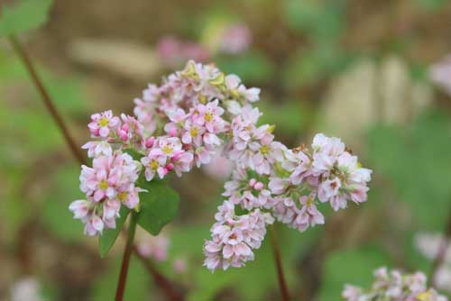 Ngắm hoa Tam giác mạch khoe sắc trên đỉnh đèo Pha Đin