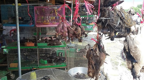 Hơn 90% người Việt Nam ủng hộ đóng cửa các điểm kinh doanh động vật hoang dã. 