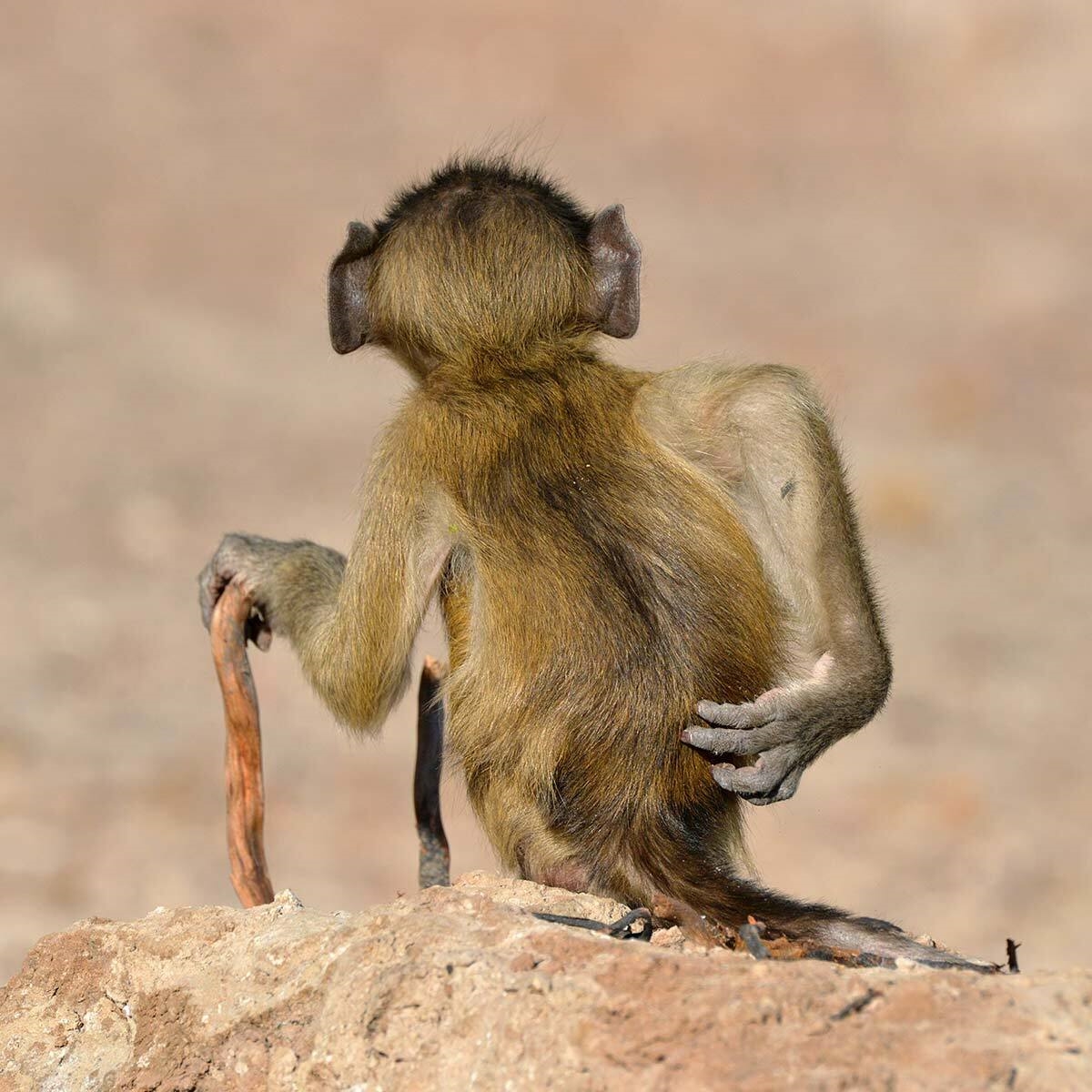 "Ôi, "cột sống" của tôi chưa bao giờ ổn!" - một chú khỉ thuộc hệ Gen Z cho hay.