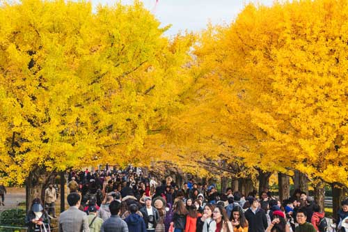 Những tán ngân hạnh nhuộm vàng bầu trời Tokyo