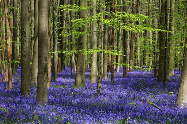 Vẻ đẹp của rừng Hallerbos ở Bỉ.