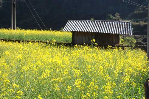 Ruộng bậc thang Mù Cang Chải rực vàng sắc cải