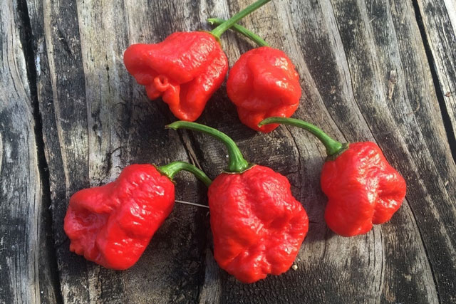 Loại ớt đáng sợ nhất thế giới có thể gây tử vong tức thì