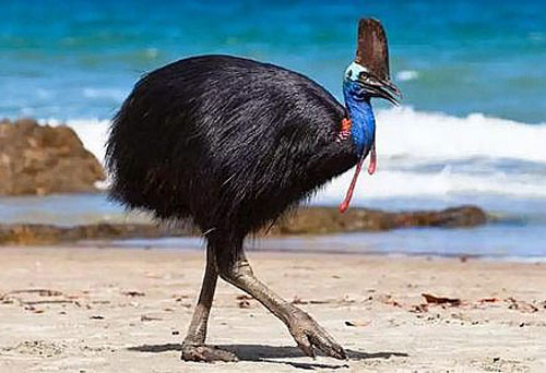 Loài chim nào lớn nhất, nguy hiểm và hung hăng nhất thế giới?