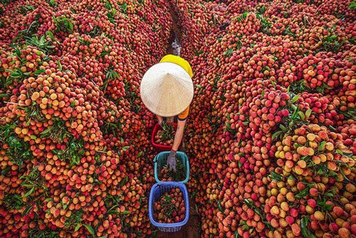 Bộ Công Thương: Hỗ trợ nông dân tiêu thụ nông sản là ưu tiên số 1